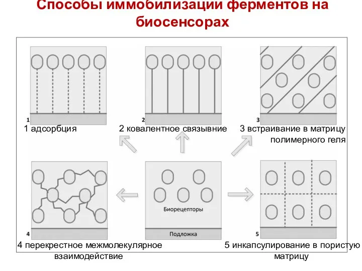 Способы иммобилизации ферментов на биосенсорах Вывод: в настоящее время ферменты наиболее широко