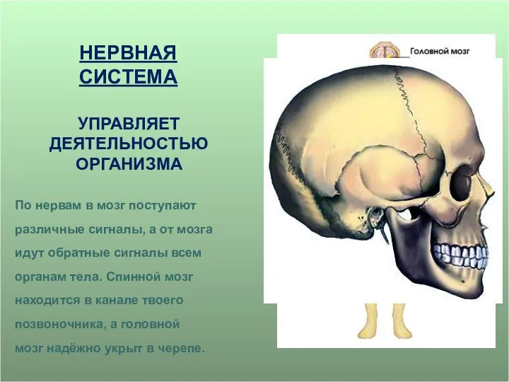 По нервам в мозг поступают различные сигналы, а от мозга идут обратные