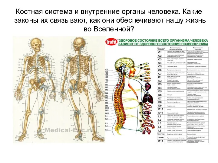 Костная система и внутренние органы человека. Какие законы их связывают, как они