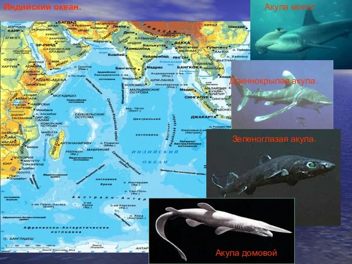 Индийский океан. Акула молот Длиннокрылая акула. Зеленоглазая акула. Акула домовой