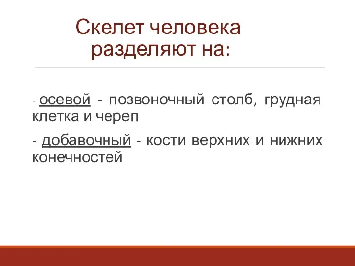 Скелет человека разделяют на: - осевой - позвоночный столб, грудная клетка и