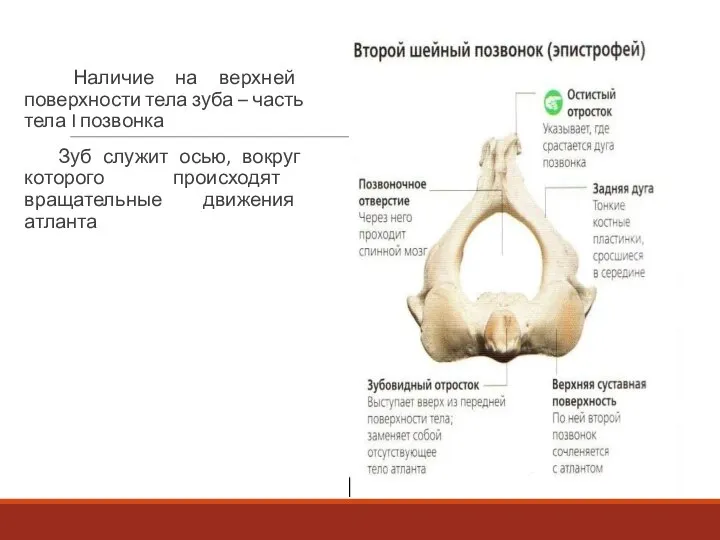 Наличие на верхней поверхности тела зуба – часть тела I позвонка Зуб