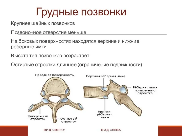 Грудные позвонки Крупнее шейных позвонков Позвоночное отверстие меньше На боковых поверхностях находятся