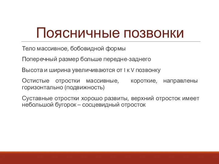 Поясничные позвонки Тело массивное, бобовидной формы Поперечный размер больше передне-заднего Высота и