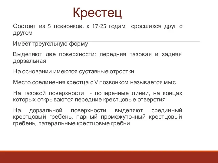 Крестец Состоит из 5 позвонков, к 17-25 годам сросшихся друг с другом