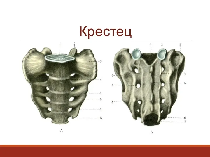 Крестец