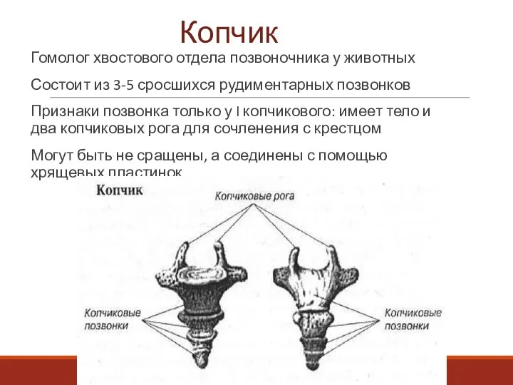 Копчик Гомолог хвостового отдела позвоночника у животных Состоит из 3-5 сросшихся рудиментарных