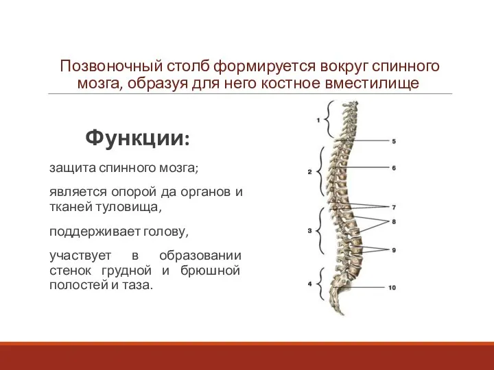 Позвоночный столб формируется вокруг спинного мозга, образуя для него костное вместилище Функции: