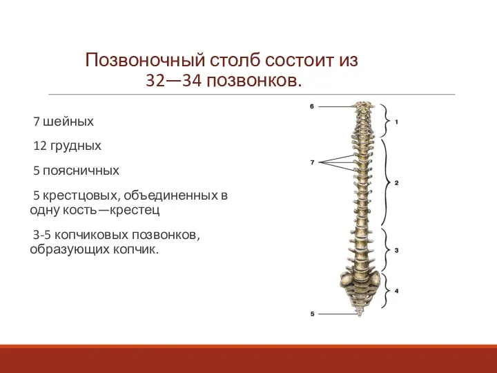 Позвоночный столб состоит из 32—34 позвонков. 7 шейных 12 грудных 5 поясничных