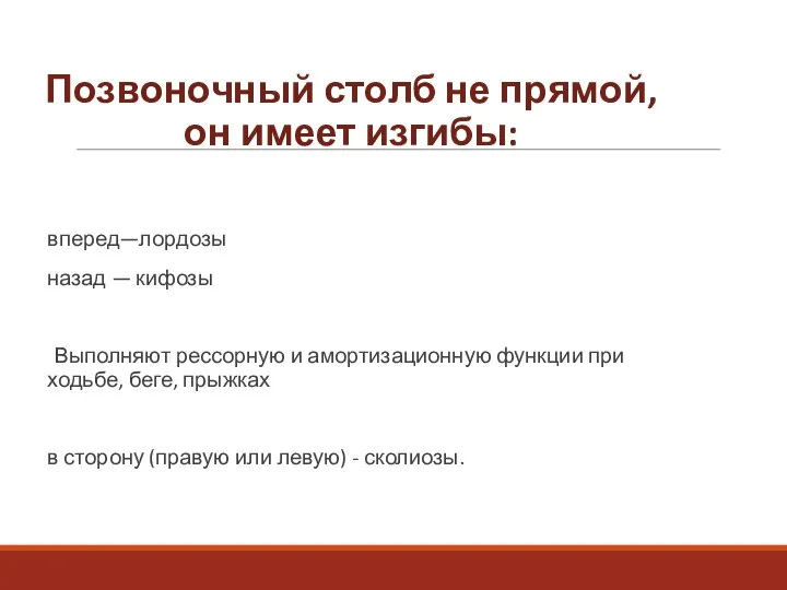 Позвоночный столб не прямой, он имеет изгибы: вперед—лордозы назад — кифозы Выполняют