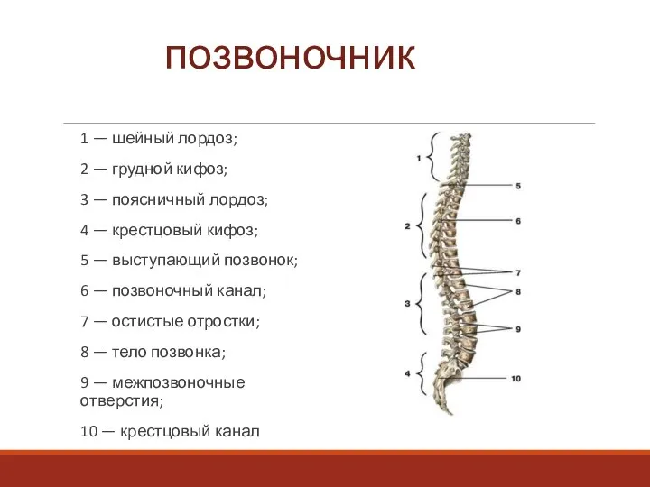 позвоночник 1 — шейный лордоз; 2 — грудной кифоз; 3 — поясничный