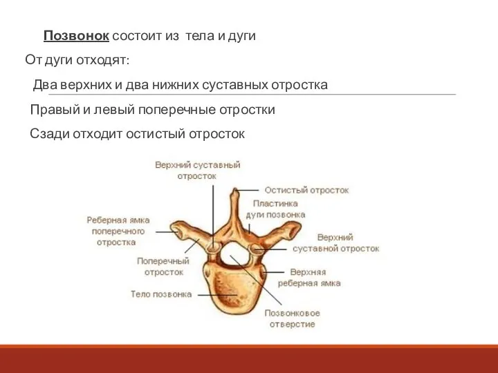 Позвонок состоит из тела и дуги От дуги отходят: Два верхних и