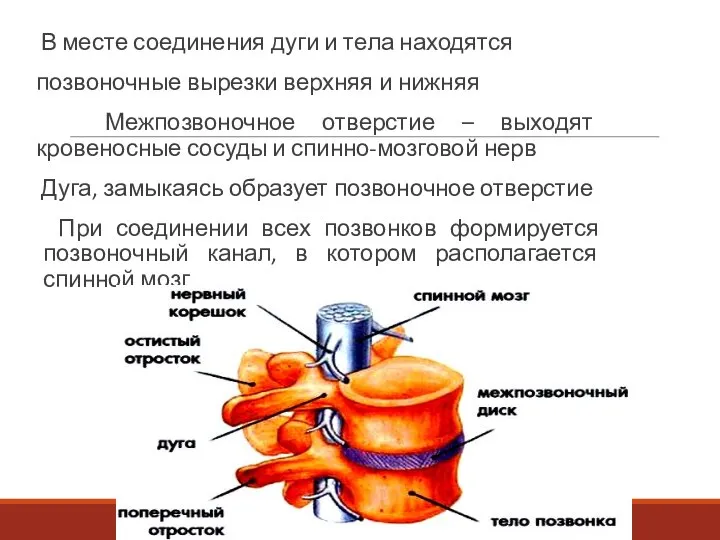 В месте соединения дуги и тела находятся позвоночные вырезки верхняя и нижняя