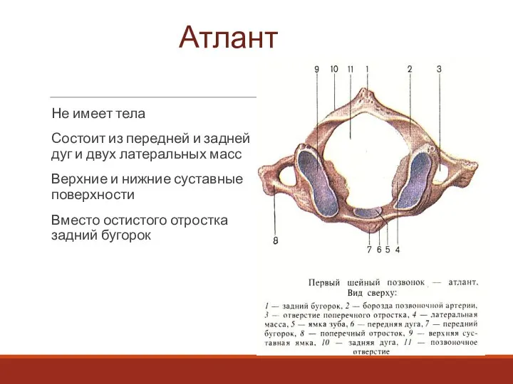 Атлант Не имеет тела Состоит из передней и задней дуг и двух