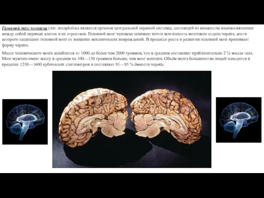 Головной мозг человека (лат. encephalon) является органом центральной нервной системы, состоящей из