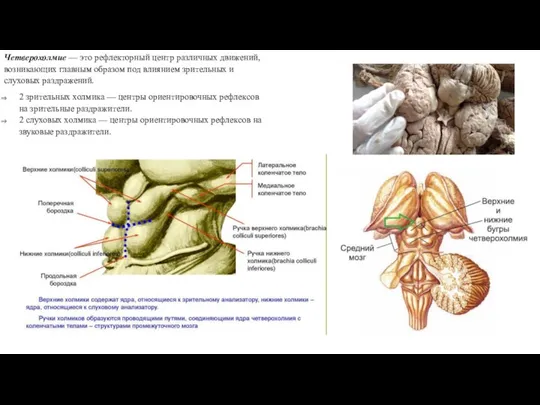 Четверохолмие — это рефлекторный центр различных движений, возникающих главным образом под влиянием