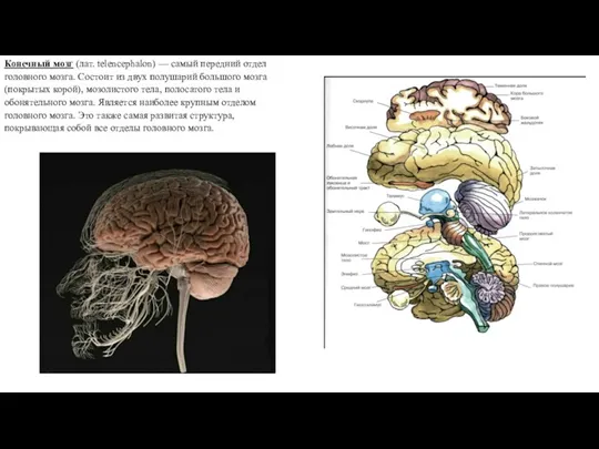 Конечный мозг (лат. telencephalon) — самый передний отдел головного мозга. Состоит из