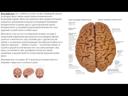 Большой мозг (лат. cerebrum) состоит из двух полушарий, каждое из которых представлено