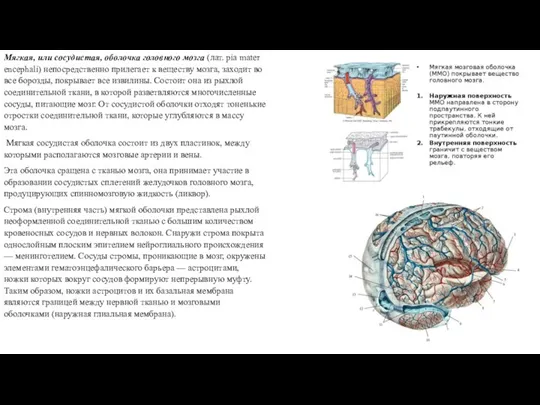 Мягкая, или сосудистая, оболочка головного мозга (лат. pia mater encephali) непосредственно прилегает