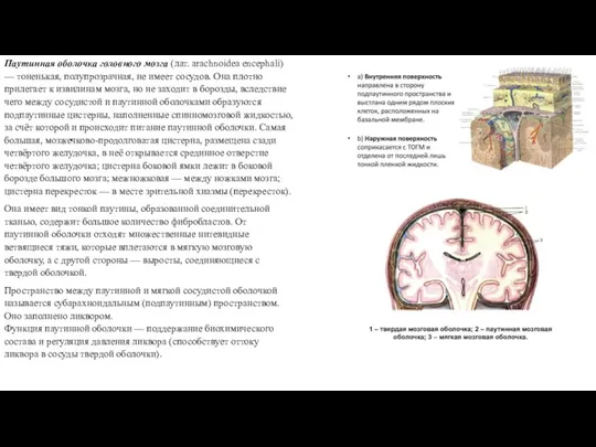 Паутинная оболочка головного мозга (лат. arachnoidea encephali) — тоненькая, полупрозрачная, не имеет