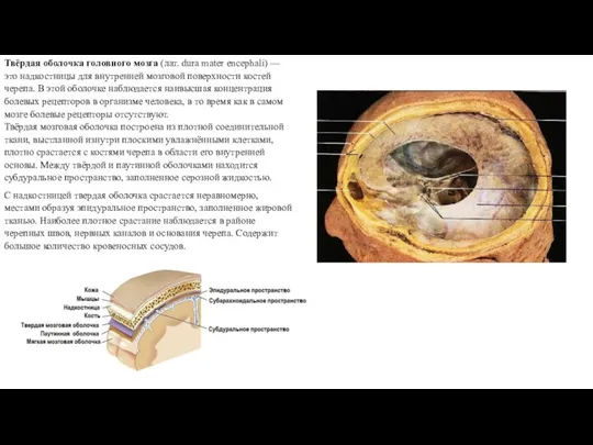 Твёрдая оболочка головного мозга (лат. dura mater encephali) — это надкостницы для