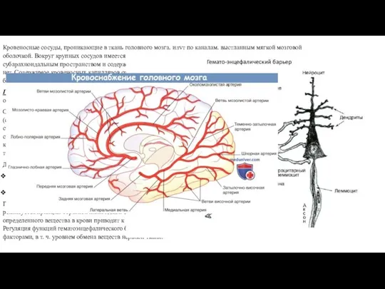 Кровеносные сосуды, проникающие в ткань головного мозга, идут по каналам, выстланным мягкой