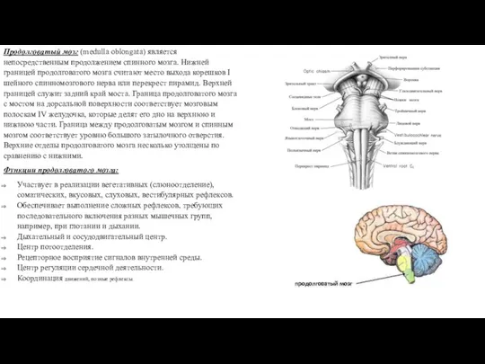 Продолговатый мозг (medulla oblongata) является непосредственным продолжением спинного мозга. Нижней границей продолговатого