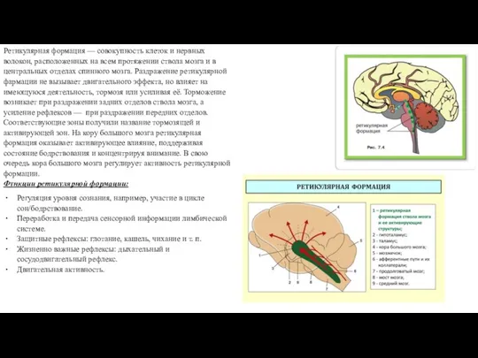 Ретикулярная формация — совокупность клеток и нервных волокон, расположенных на всем протяжении