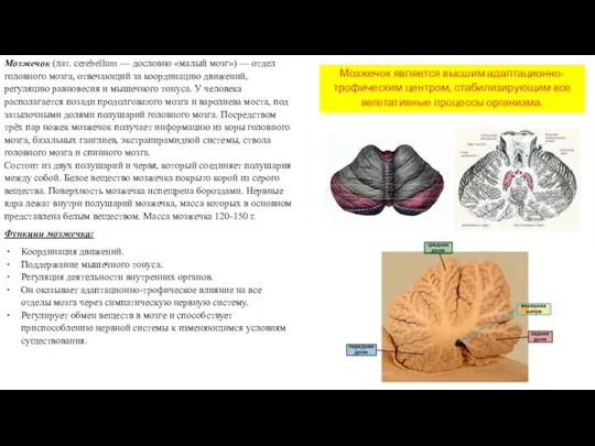 Мозжечок (лат. cerebellum — дословно «малый мозг») — отдел головного мозга, отвечающий