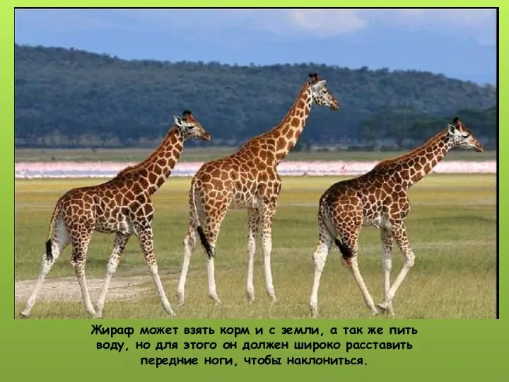 Жираф может взять корм и с земли, а так же пить воду,