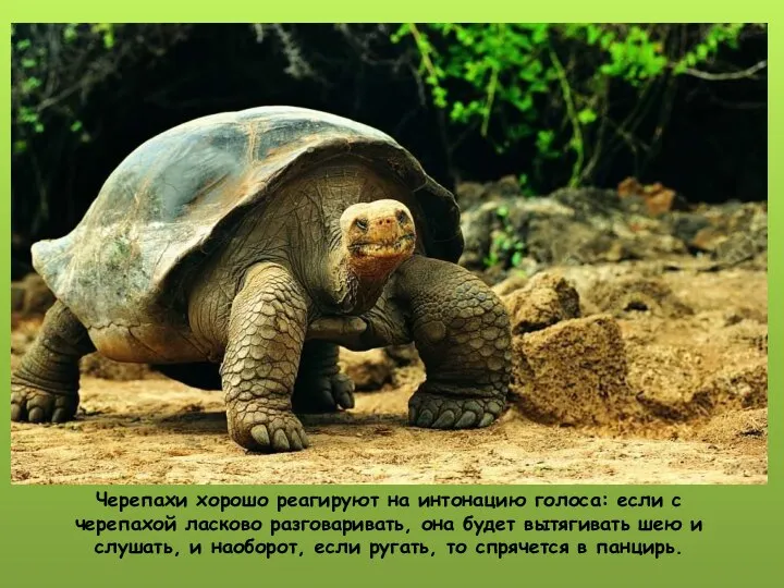 Черепахи хорошо реагируют на интонацию голоса: если с черепахой ласково разговаривать, она