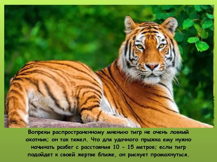 Вопреки распространенному мнению тигр не очень ловкий охотник; он так тяжел. Что