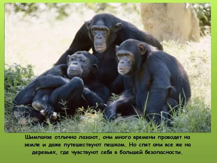 Шимпанзе отлично лазают, они много времени проводят на земле и даже путешествуют