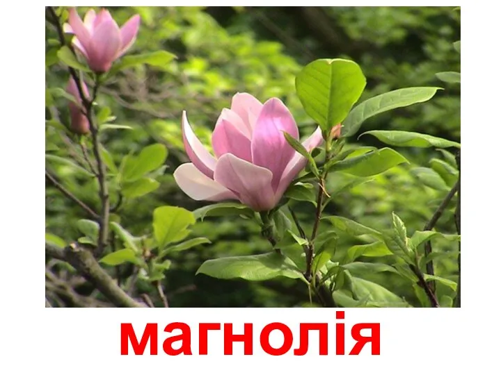 магнолія