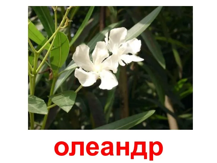 олеандр