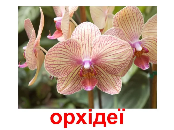 орхідеї