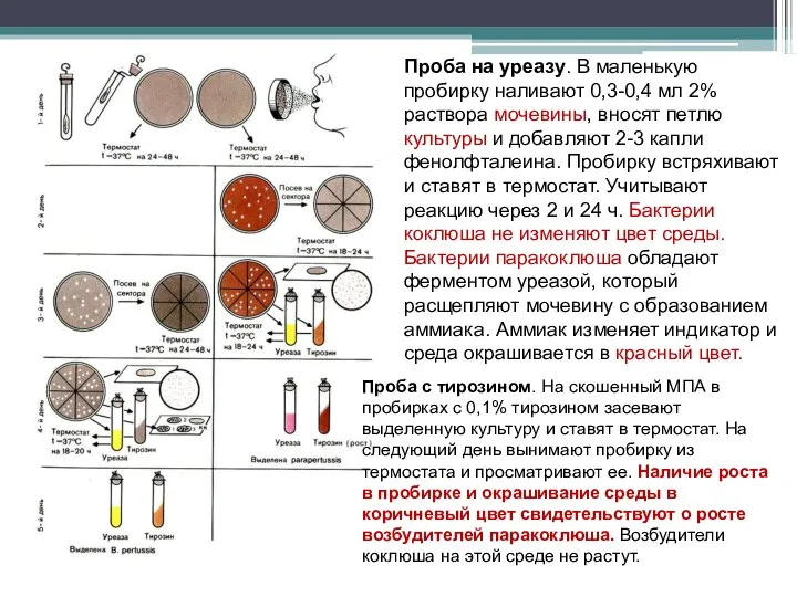 Проба на уреазу. В маленькую пробирку наливают 0,3-0,4 мл 2% раствора мочевины,