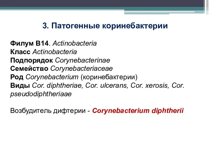 3. Патогенные коринебактерии Филум В14. Actinobacteria Класс Actinobacteria Подпорядок Corynebacterinae Семейство Corynebacteriaceae