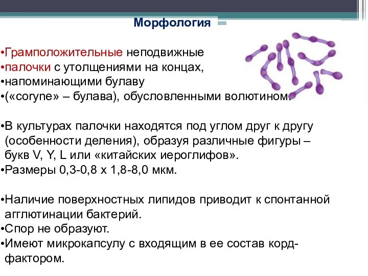 Морфология Грамположительные неподвижные палочки с утолщениями на концах, напоминающими булаву («coryne» –