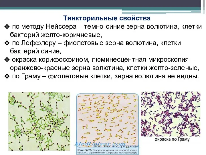 Тинкторильные свойства по методу Нейссера – темно-синие зерна волютина, клетки бактерий желто-коричневые,