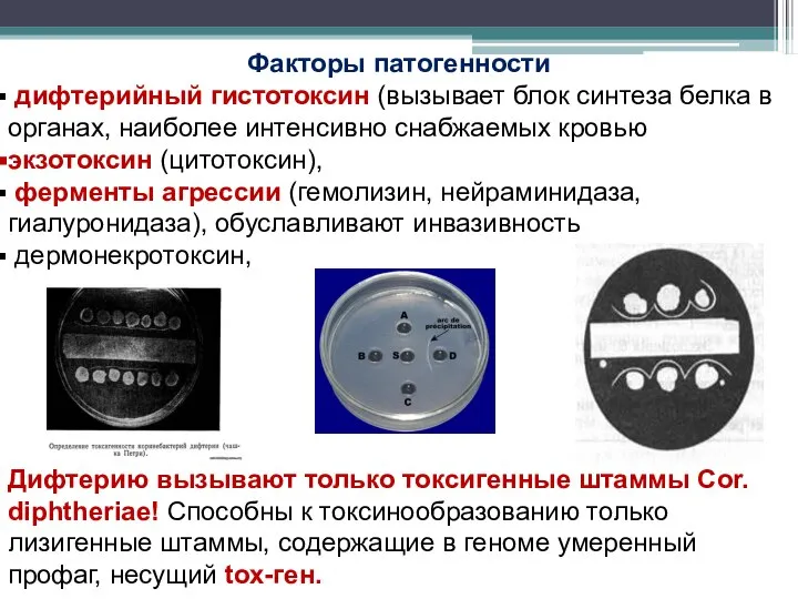 Факторы патогенности дифтерийный гистотоксин (вызывает блок синтеза белка в органах, наиболее интенсивно