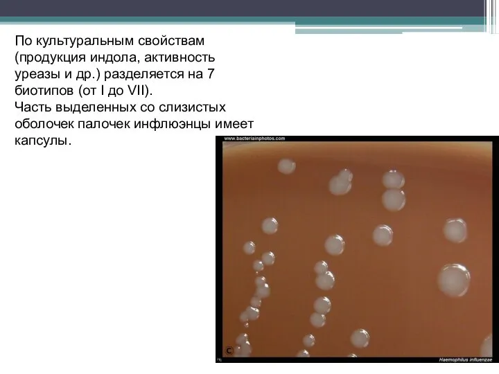 По культуральным свойствам (продукция индола, активность уреазы и др.) разделяется на 7