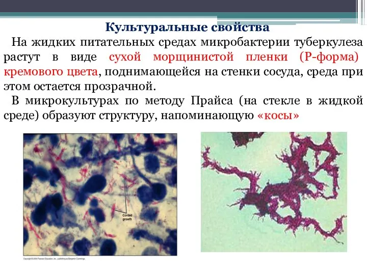 Культуральные свойства На жидких питательных средах микробактерии туберкулеза растут в виде сухой