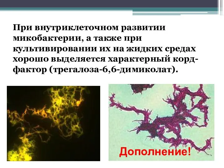 При внутриклеточном развитии микобактерии, а также при культивировании их на жидких средах