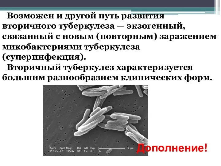 Возможен и другой путь развития вторичного туберкулеза — экзогенный, связанный с новым