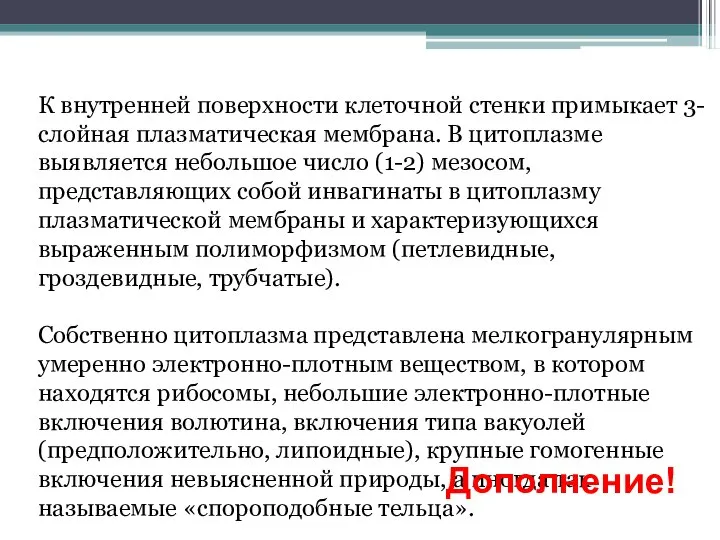 К внутренней поверхности клеточной стенки примыкает 3-слойная плазматическая мембрана. В цитоплазме выявляется