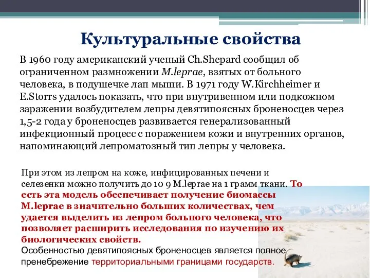 В 1960 году американский ученый Ch.Shepard сообщил об ограниченном размножении M.leprae, взятых