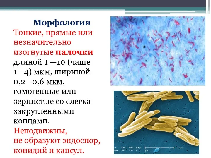 Морфология Тонкие, прямые или незначительно изогнутые палочки длиной 1 —10 (чаще 1—4)