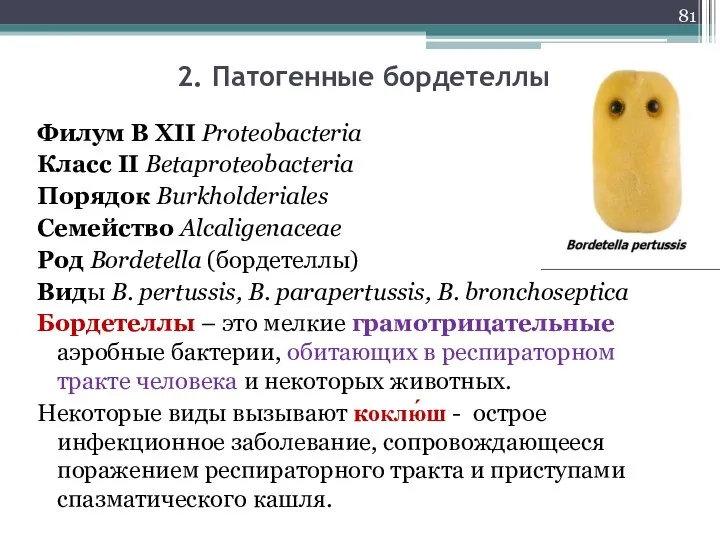 Филум В XII Proteobacteria Класс II Betaproteobacteria Порядок Burkholderiales Семейство Alcaligenaceae Род