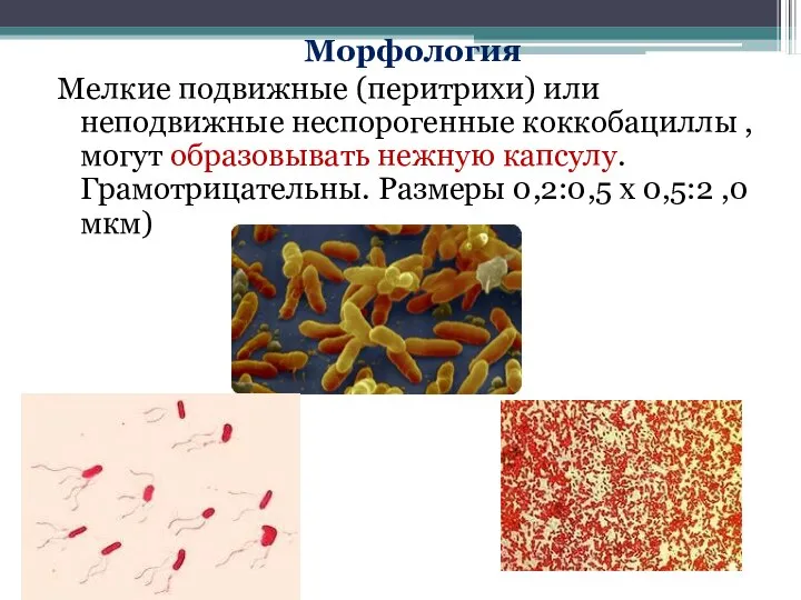 Морфология Мелкие подвижные (перитрихи) или неподвижные неспорогенные коккобациллы , могут образовывать нежную